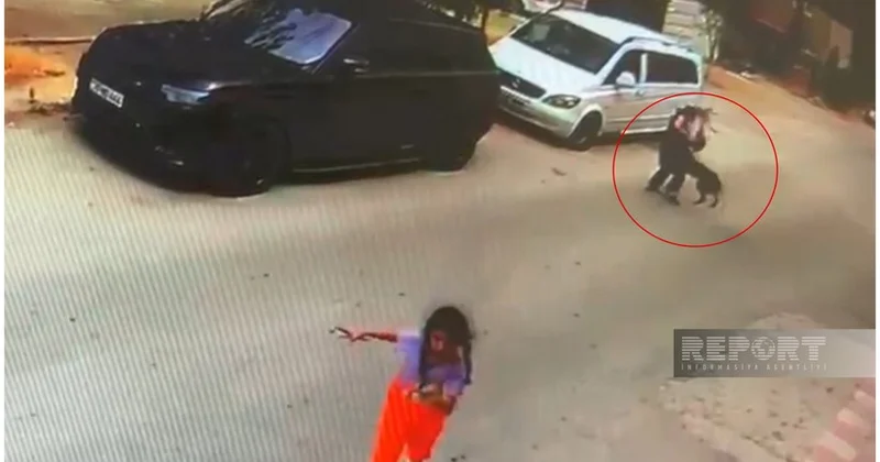 В Джейранбатане бродячая собака напала на женщину с внуком, пострадавшую госпитализировали