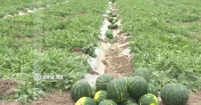 Saatlıda qarpız yığımına başlanılıb