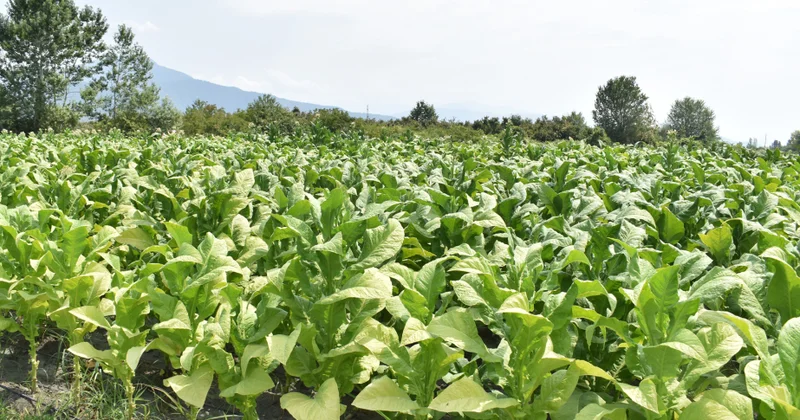 “Zaqatala AGRO Industry” MMC bu il şimal qərb rayonlarında 209 hektar sahədə tütün əkib