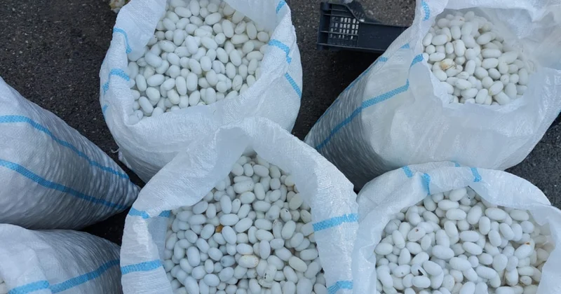 Qazaxda barama tədarükü başa çatıb