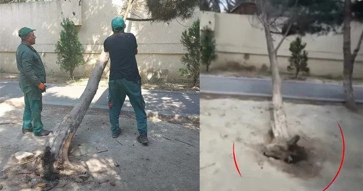 В Баку упало дерево, на которое ранее жаловались жители