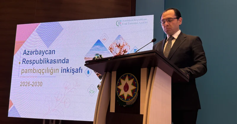 Azərbaycanda pambıqçılıq regionlarda 300 minədək insanın rifahına təsir göstərir