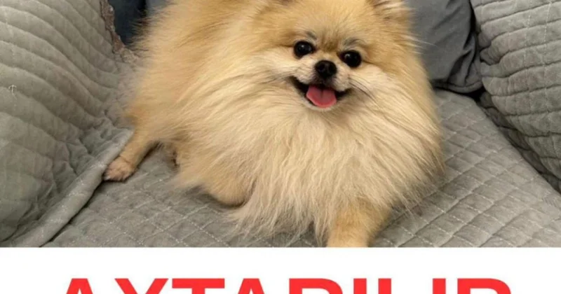 Əməkdar artistin iti itdi: Tapana mükafat veriləcək