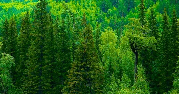 В лесном массиве Исмайыллинского района обнаружена крупная партия наркотиков