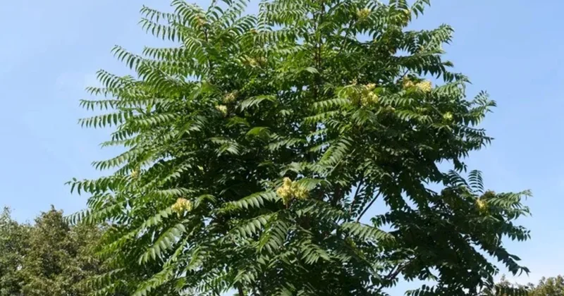 Kölgəlik yaratsa da, bu ağaclar təbiəti zəhərləyir