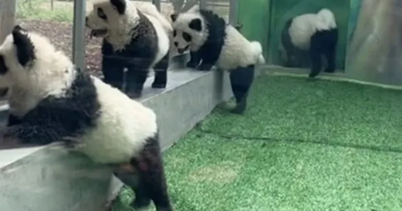 Çində zooparkda itləri panda kimi boyadılar