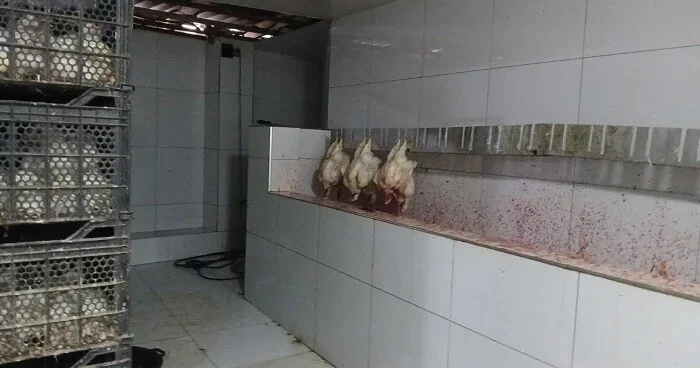 Toyuq ətini bu şəraitdə istehsal edirlərmiş Foto
