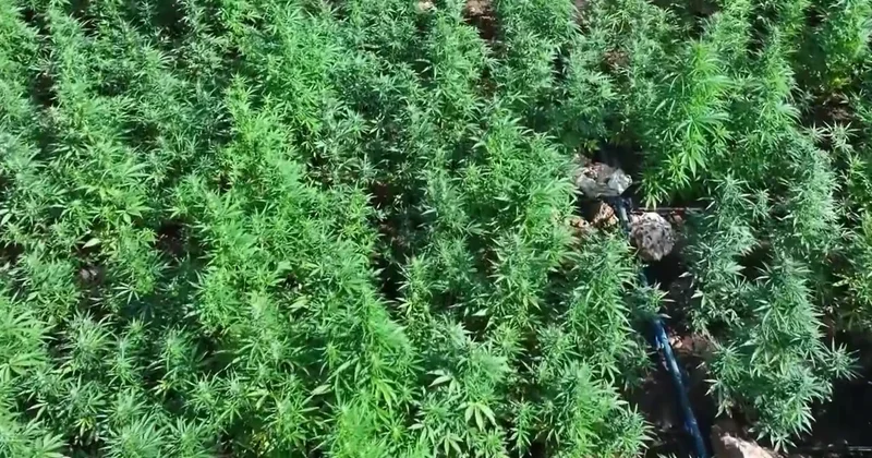 Diyarbəkirdə 40 ton narkotik ələ keçirilib