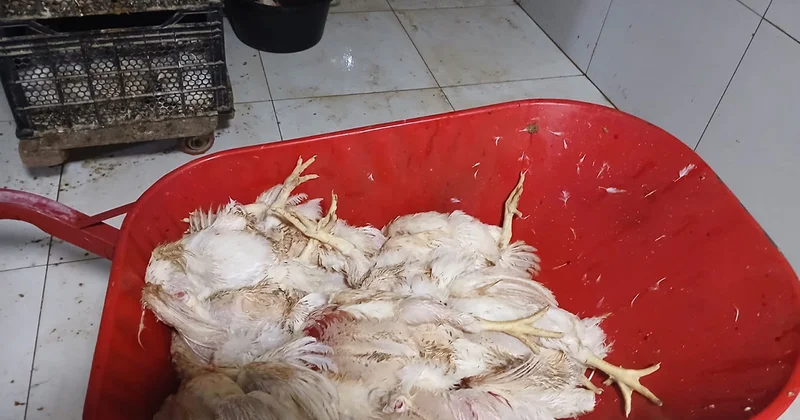 Salyanda qanunsuz işləyən quş kəsimi məntəqəsi aşkarlandı Fotolar