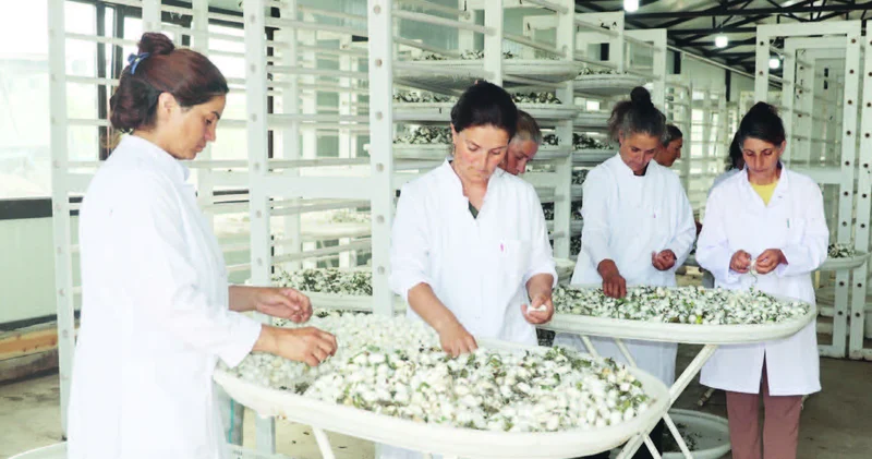 Xocalının barlı bərəkətli günləri