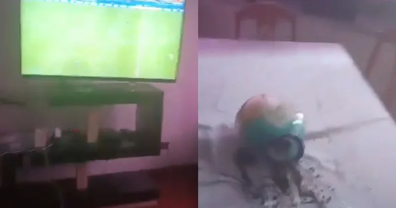 Zəlzələ anı kameraya belə düşdü Video