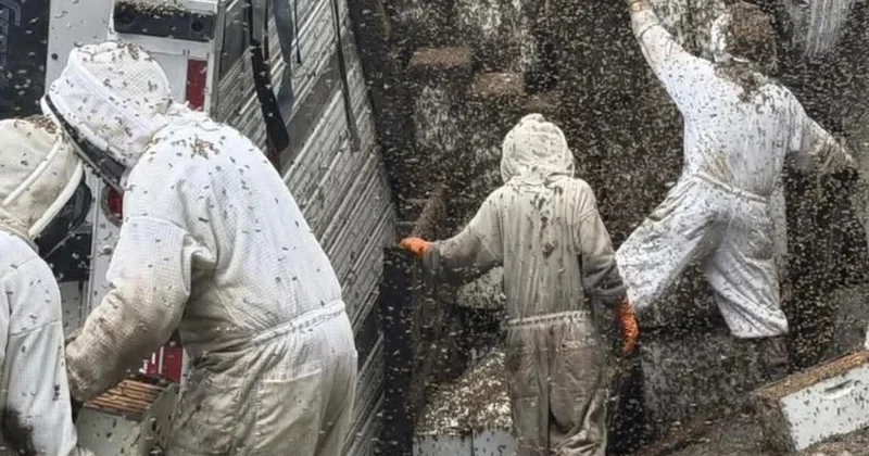 Milyonlarla arı ətrafa yayıldı: Evdən çıxmayın