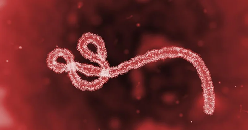 Ebola virusu: təhlükəli infeksiya və mümkün risklər AÇIQLANDI