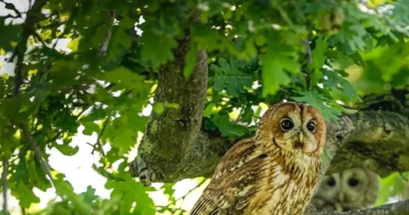 Evinizin ətrafında bayquş varsa, sevinin: səbəbinə təəccüblənəcəksiniz