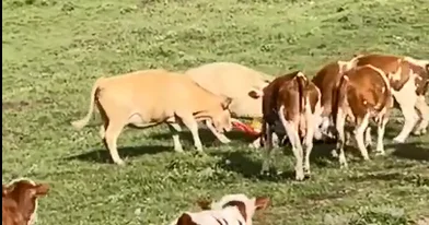Нападение коров на туриста попало на ВИДЕО