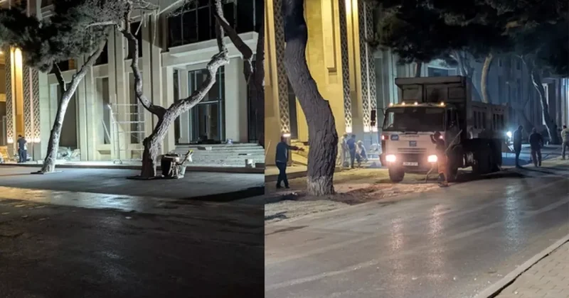Бакинские чиновники заплатят из кармана за свой произвол Обрекли деревья на смерть ради парковки / ФОТОФАКТ