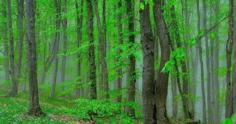 Qızılağac Milli Parkı: zəngin təbii landşaft, nadir bioresurslar