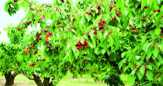 Gilas bağları da sığortalanır