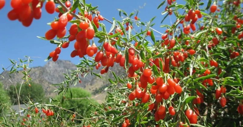Goji berry nədir? Goji giləmeyvəsinin faydaları
