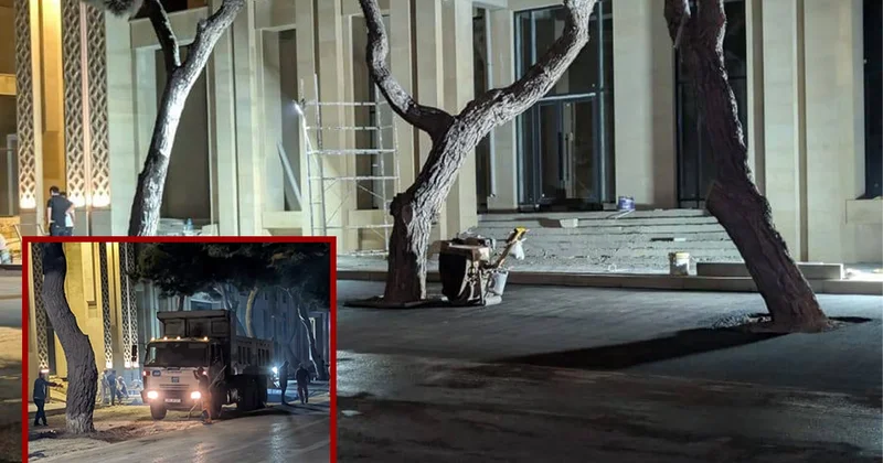Ağacların dibinə asfalt tökülməsinə RƏSMİ MÜNASİBƏT: İşlər özbaşına görülüb