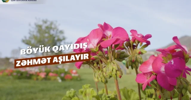 Böyük Qayıdış zəhmət aşılayır VİDEO
