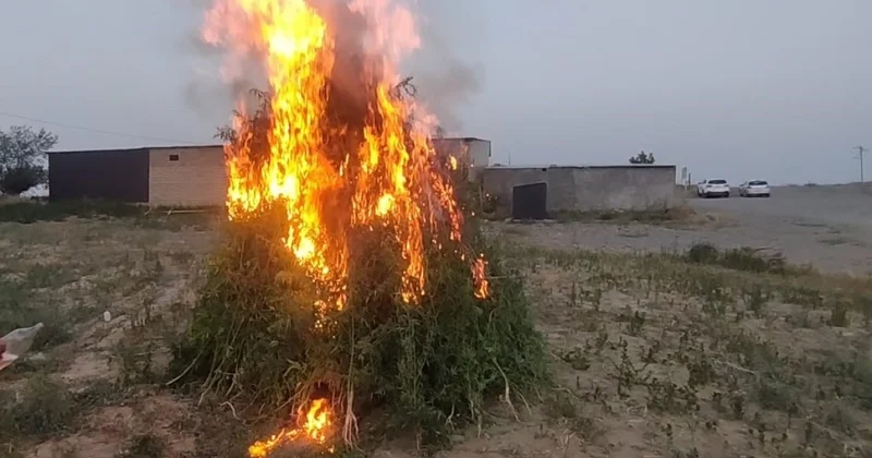 15 tondan artıq çətənə bitkisi yandırıldı FOTO