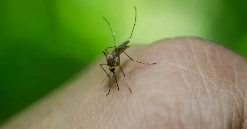 Çində təhlükəli virus yayıldı: Bir aya minlərlə insan yoluxub