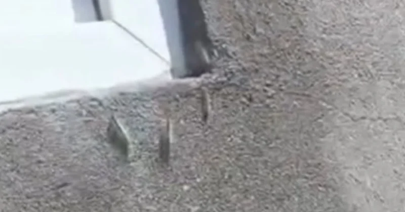 Ağaclara və evlərə zərərvericilər daraşıb Rəsmi açıqlama