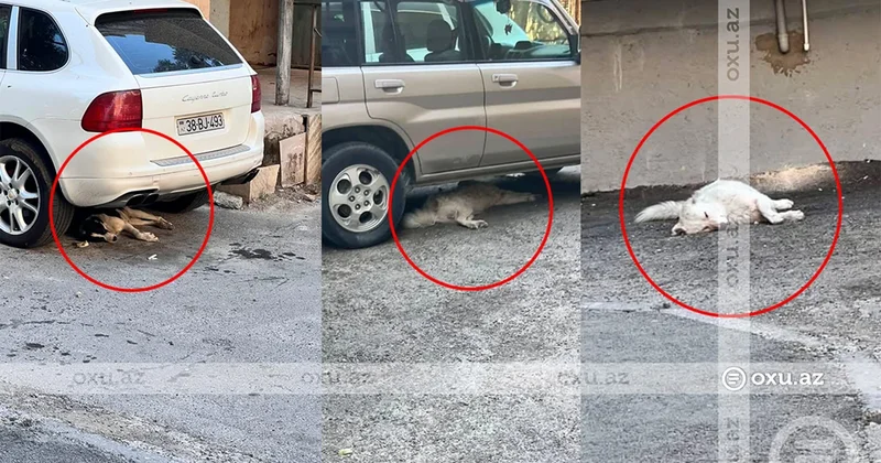 Binəqədi sakinləri sahibsiz itlərdən gileylənirlər FOTOLAR