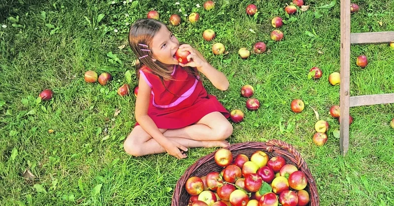 Meyvələr niyə vaxtından əvvəl tökülür? Bağbanlar üçün 5 əsas səbəb