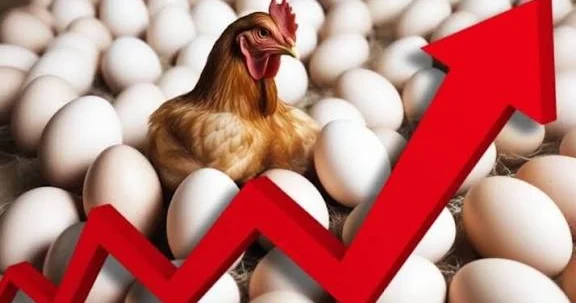 Əvvəl 1 2 indi 10 12 qəpik: YUMURTA NİYƏ BAHALAŞDI?