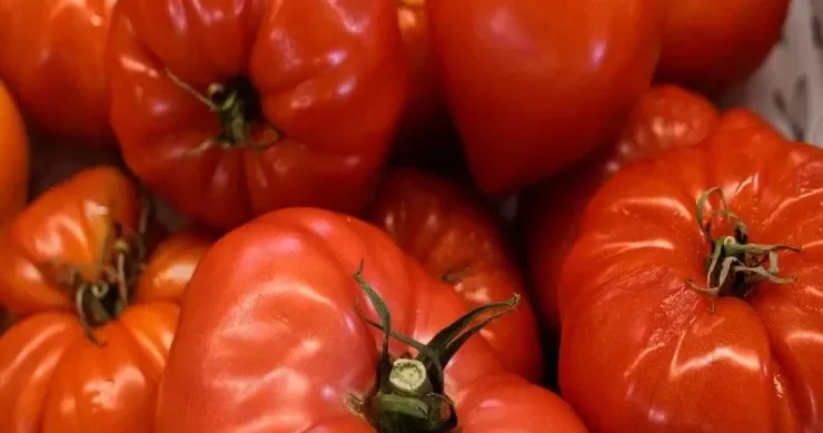 Pomidorları soyuducuya qoymayın Uzun müddət saxlamağın sirri