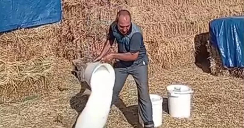 “Südü 15 qəpiyə satmaqdansa yerə tökürəm” Fermerlər şikayətçidir Video