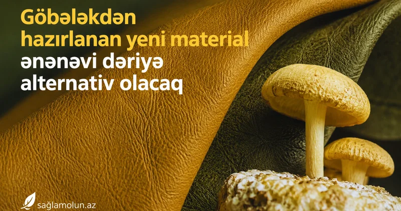 Alimlər göbələk mitseliumundan möhkəm ekodəri hazırlayıblar