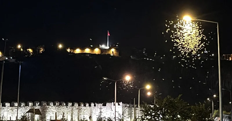 Hər il təkrarlanan Kəpənəklərin ölüm rəqsi nin səbəbi bilindi Erkəyini öldürən dişilər