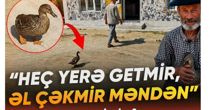 Lənkəranda qeyri adi ördək: Tənha sahibinin yanından ayrılmır VİDEO