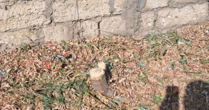 Zabratda ağaclar “yoxa çıxdı” FOTO KONKRET