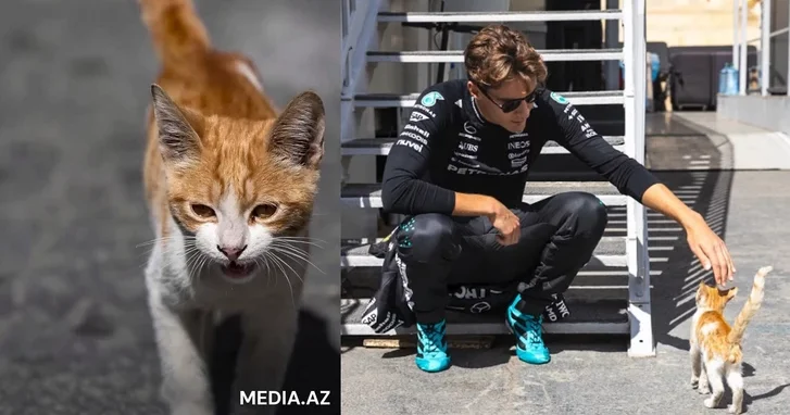 Из паддока в офис. История кота Furrari, которого год назад заметил пилот Mercedes в Баку