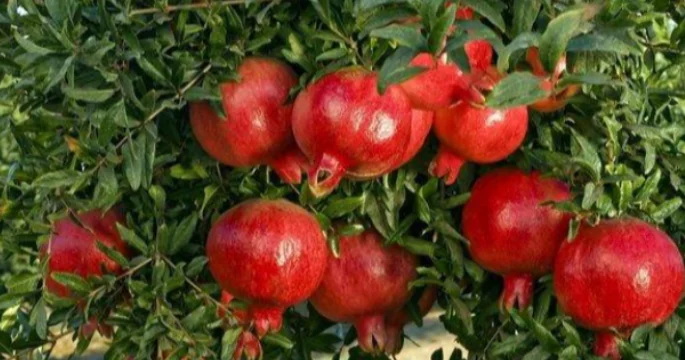 Fərhad Qaraşov: Bu il nar istehsalı 5 7 % arta bilər