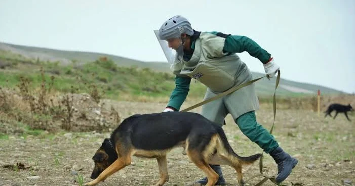 ANAMA itlər üçün 46 min manatlıq aksesuar alır