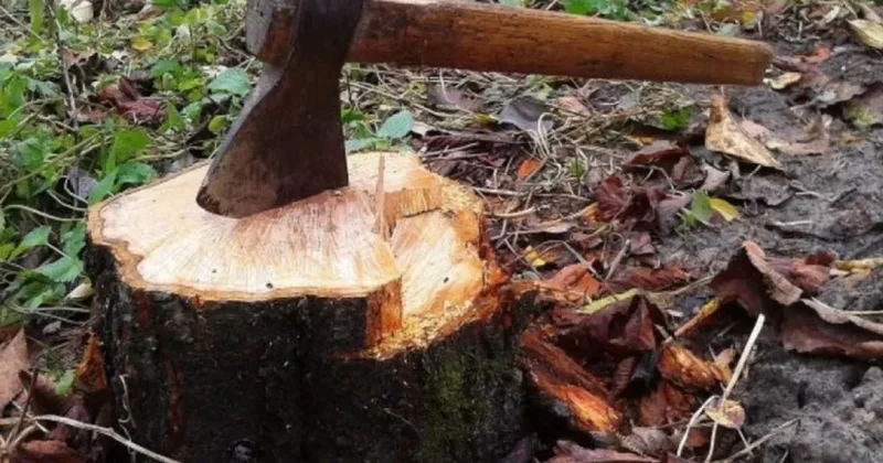 В поселке Бадамдар выявили факт незаконной вырубки деревьев