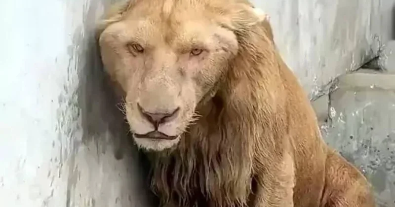 Zooparkda çəkilən görüntülər təəccüb doğurur Şir niyə bu hala düşüb?