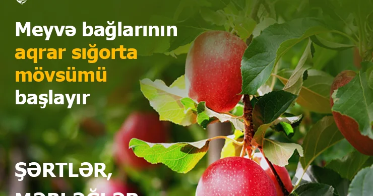 Azərbaycanda meyvə bağlarının aqrar sığortası dövrü başlayır şərtlər, məbləğlər