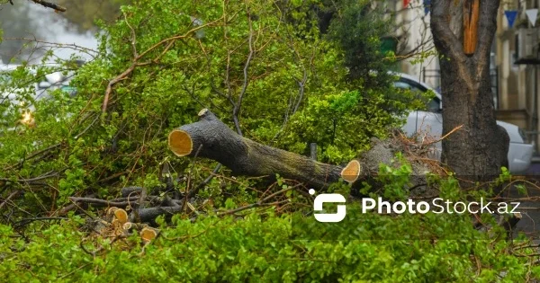 Жители Баку жалуются на уничтожение зеленой зоны строительной компанией