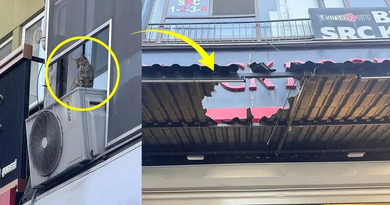 Pişiyi xilas etmək istəyirdi, canından oldu ANBAAN VİDEO