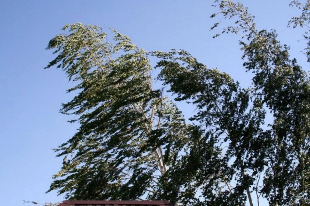 Küləkli hava şəraiti ilə bağlı sarı xəbərdarlıq verilib