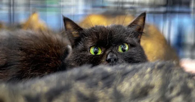 Nazirdən açıqlama: 2050 ci ilə qədər 2,5 milyon pişik öldürüləcək