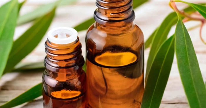 Olivia ilə Evkalipt yağını kəşf edin: faydaları və istifadəsi