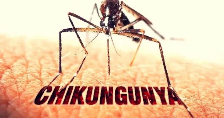 В Гонконге растет число заражений лихорадкой чикунгунья