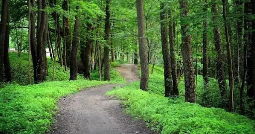 Son 10 ilin ən böyük meşə bərpaçıları